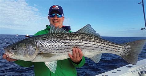 stripers|The Stripers